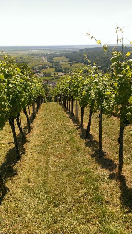 Kellerstoeckl Kamper Villa Eisenberg an der Pinka Bagian luar foto